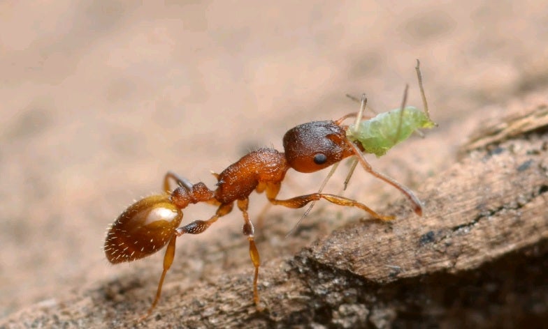 Паразит, дарующий своим  хозяевам «вечную молодость» и многократно удлиняющий срок их жизни - 2